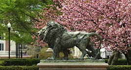 scholars lion with the magnolias in the background